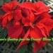 Poinsettia thumbnail