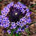Portuguese Squill (flower)	 thumbnail