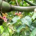 Lacebark Tree thumbnail