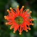 Star firewheel thumbnail