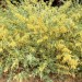 Quail bush = saltbush thumbnail