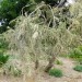 Tea tree (plant) thumbnail