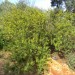 Barberry - Nevin's (plant)	 thumbnail