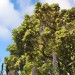Thick-leaved kohukohu thumbnail