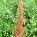 Saw Sedge thumbnail