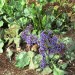 Sea Lavender thumbnail