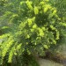 Wattle thumbnail