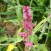 Canary Island sage thumbnail