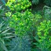 Wulfenii	Spurge thumbnail