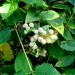 Palo de Chile (flower)	 thumbnail