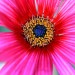 African daisy (flower) thumbnail