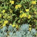 Jerusalem Sage thumbnail