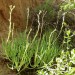 Lady fingers = Fingertips (plant)		 thumbnail