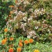 Indian hawthorn thumbnail