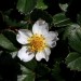 Garden strawberry (flower) thumbnail