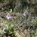 Cranesbill (plant)	 thumbnail