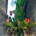 Red Epiphyllum - Epiphytic thumbnail