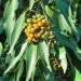 Nepal Ivy (fruit berries) thumbnail