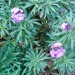 Erysimum ‘Bowles' Mauve’ thumbnail