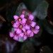 Silver Gray Kalanchoe thumbnail