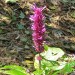Purple Firespike thumbnail