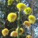 Agave thumbnail