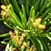 Succulent Bush Senecio (plant)	 thumbnail