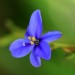 Blue stars thumbnail