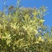 Stringy bark wattle (plant) thumbnail