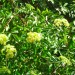 Mexican Elderberry thumbnail