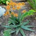 Dwala aloe (plant)	 thumbnail