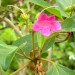 Delostoma thumbnail