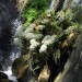 King orchid thumbnail