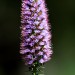 Pride of Madeira (flower)	 thumbnail