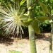 Malabar chestnut thumbnail