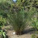 Restio (plant) thumbnail