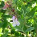 South African sage thumbnail